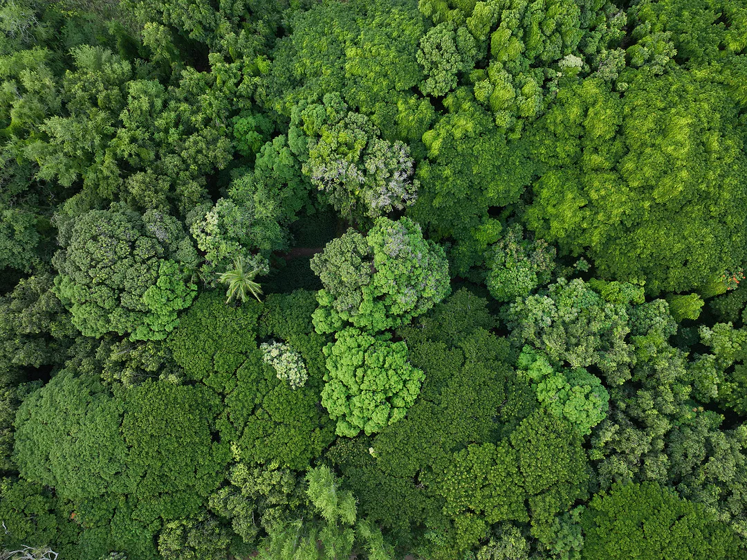Aerial view looking straight down onto dense rainforest canopy, layer upon layer of green treetops