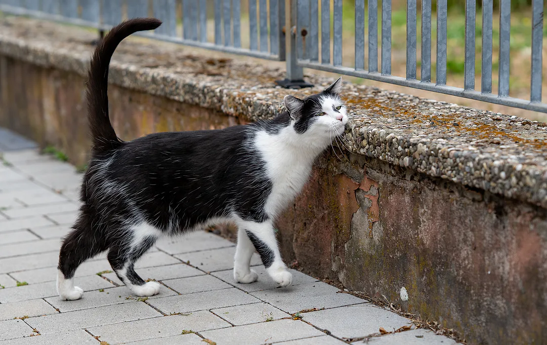 Black-and-white cat walking along a brick pavement, nose to a weathered wall beneath a railing