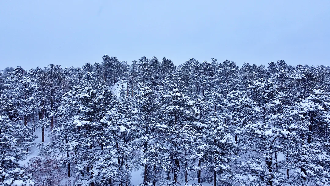 Snow-laden pine forest under a pale winter sky, every branch heavy with fresh snow