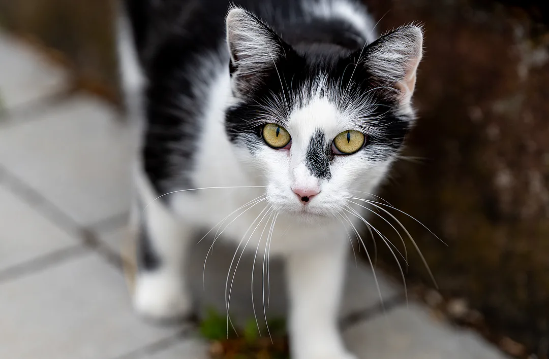 Black-and-white cat with yellow eyes looking straight up at the camera from a paved path