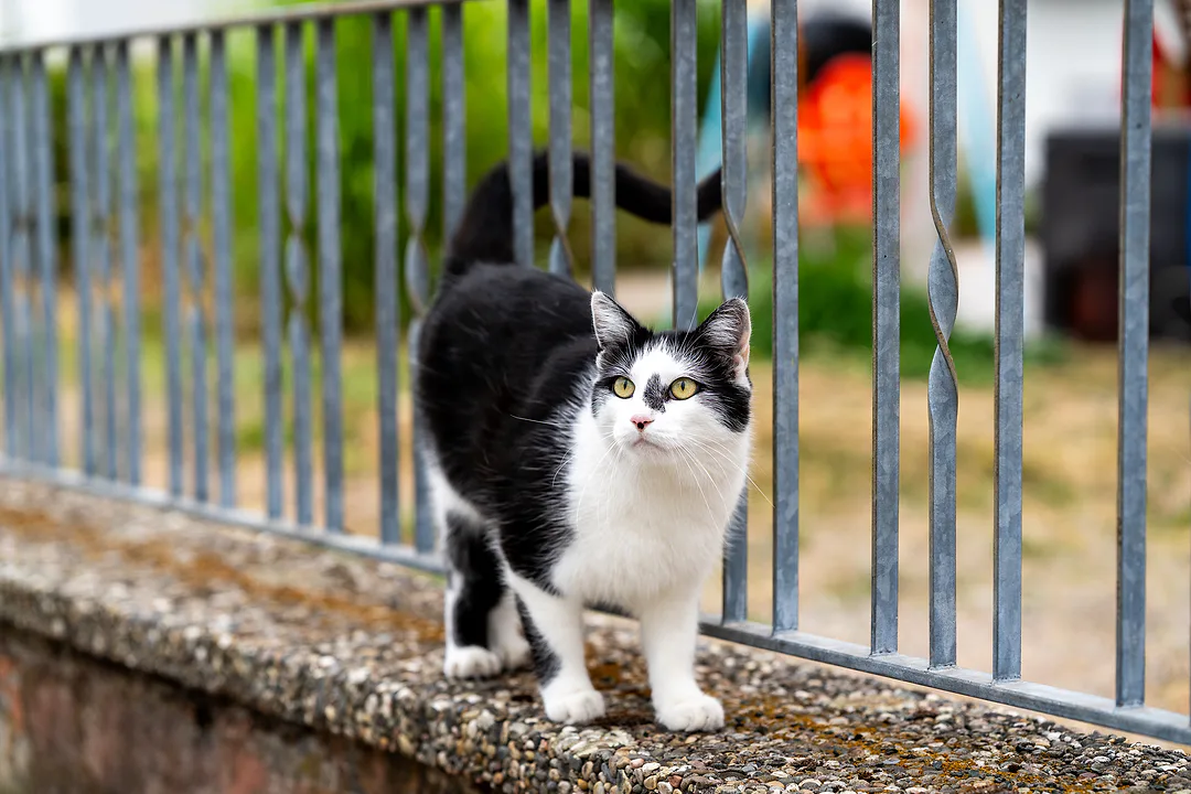 Black-and-white cat standing on a low wall between railing bars, looking up expectantly