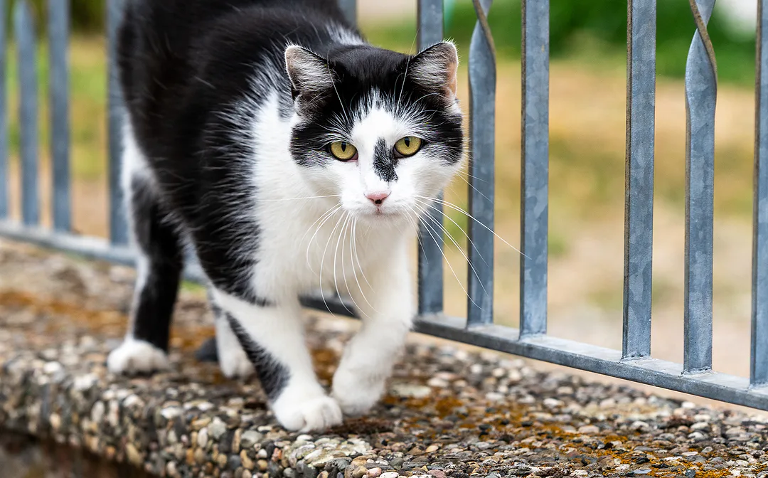 Black-and-white cat stepping carefully along a stone wall in front of a metal railing